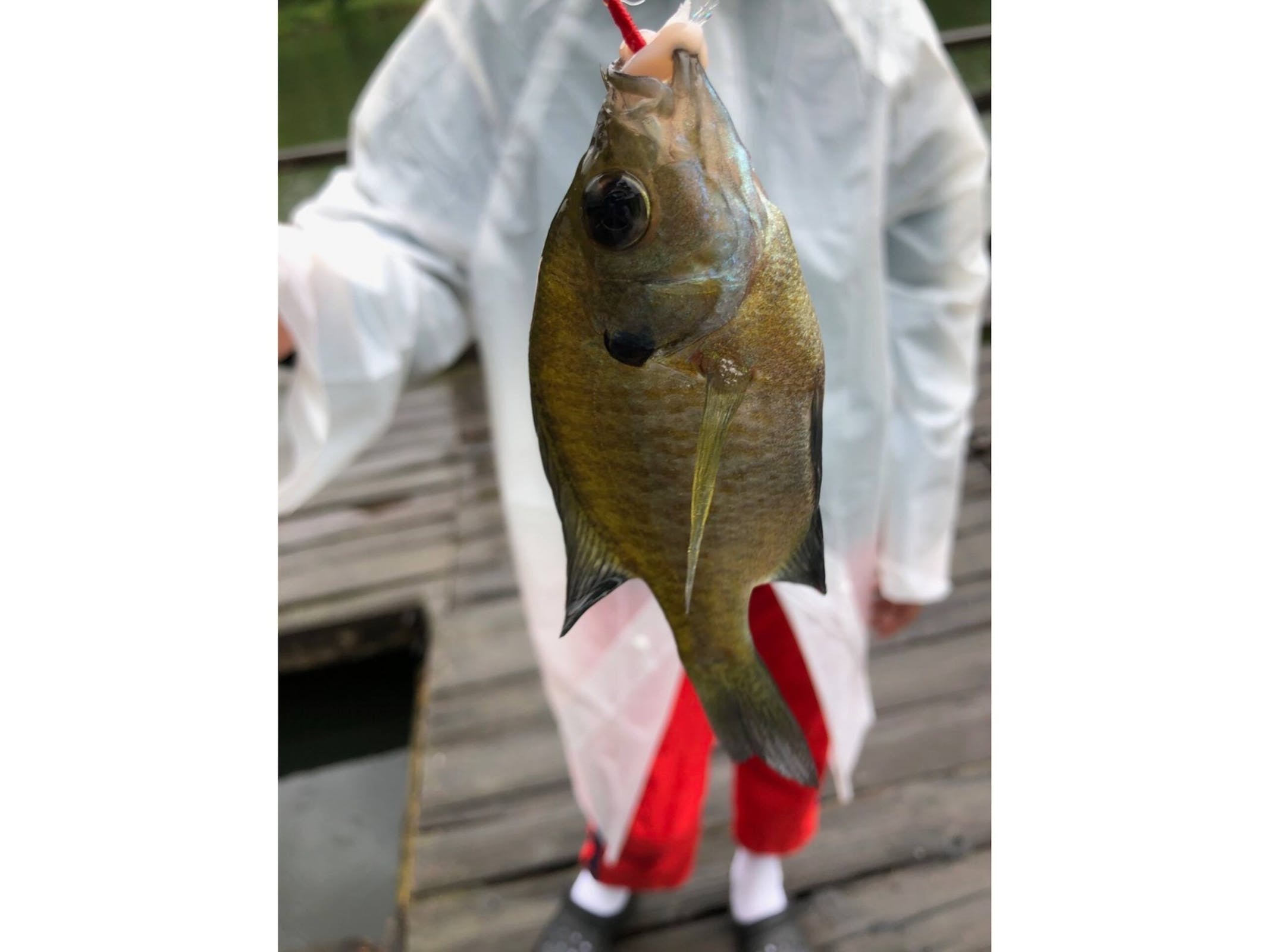 湖での釣りはブラックバスの穴場で地元でも人気。 釣り竿のレンタルも可能です。