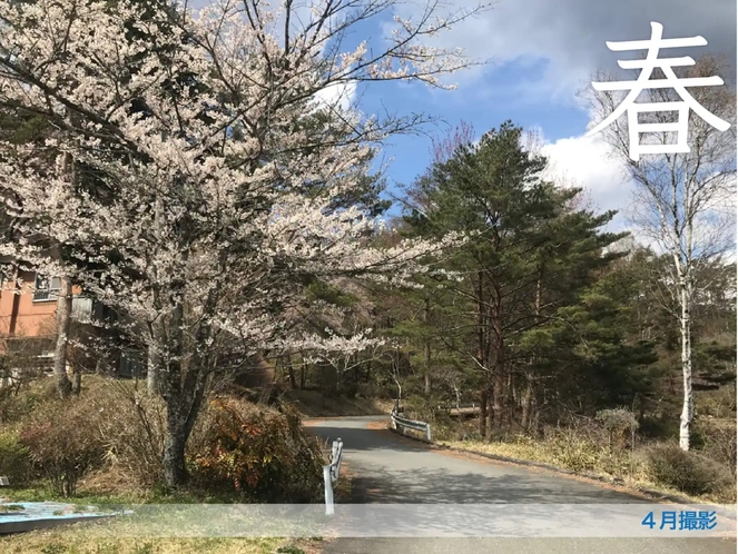 春は4月初旬頃から山桜が咲き長閑な景色に。