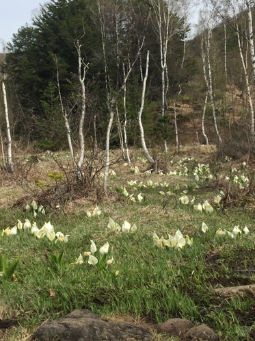 乗鞍高原一の瀬園地の水芭蕉