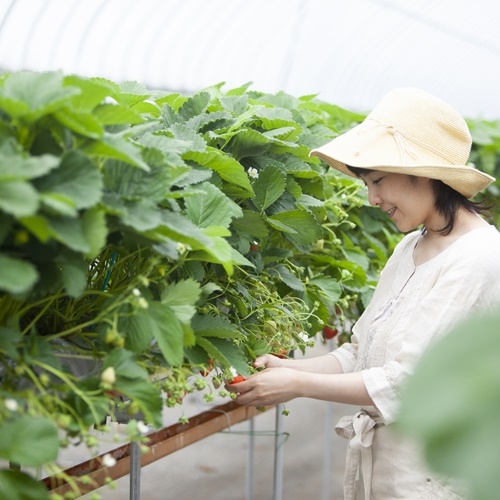 【いちご狩り】制限時間50分！紅ほっぺ・女峰・章姫 3種のいちご食べ放題≪1〜3月≫
