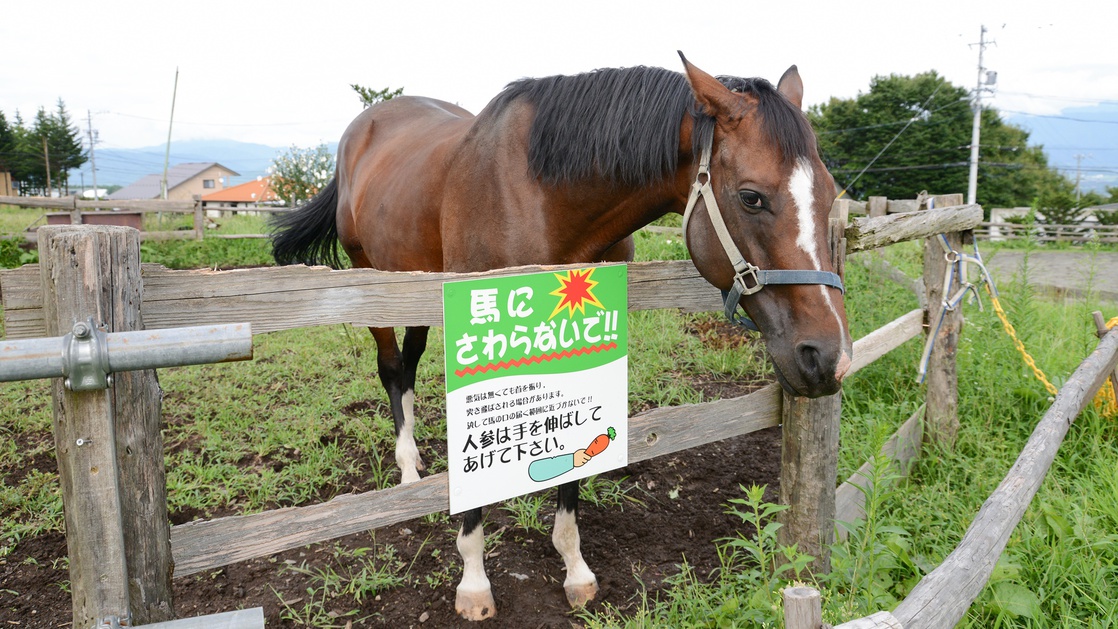 【馬のお世話体験◇500円別途】エサやり・ブラッシング・厩舎の見学 早起きして貴重な体験♪/素泊まり