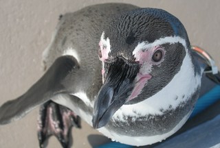 間近にペンギンが…南知多ビーチランドまでは車で約10分
