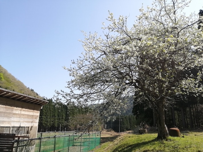 COCCO小入谷の敷地のスモモの花