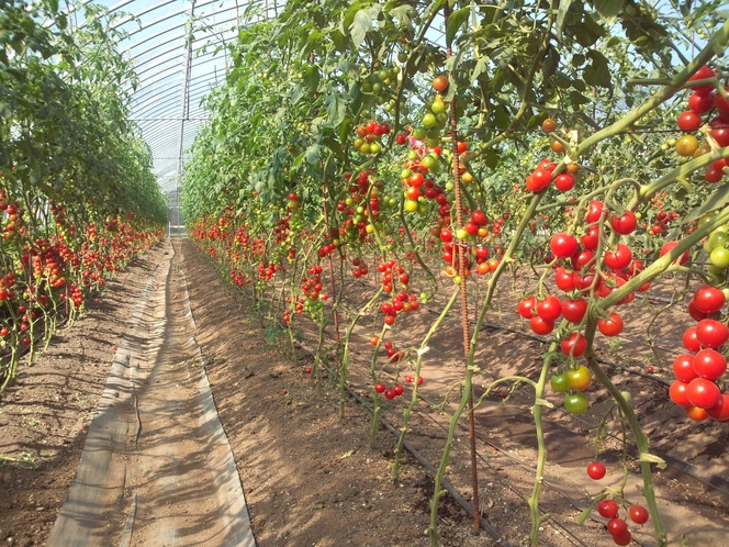 【Cherry tomato's house】There are many...