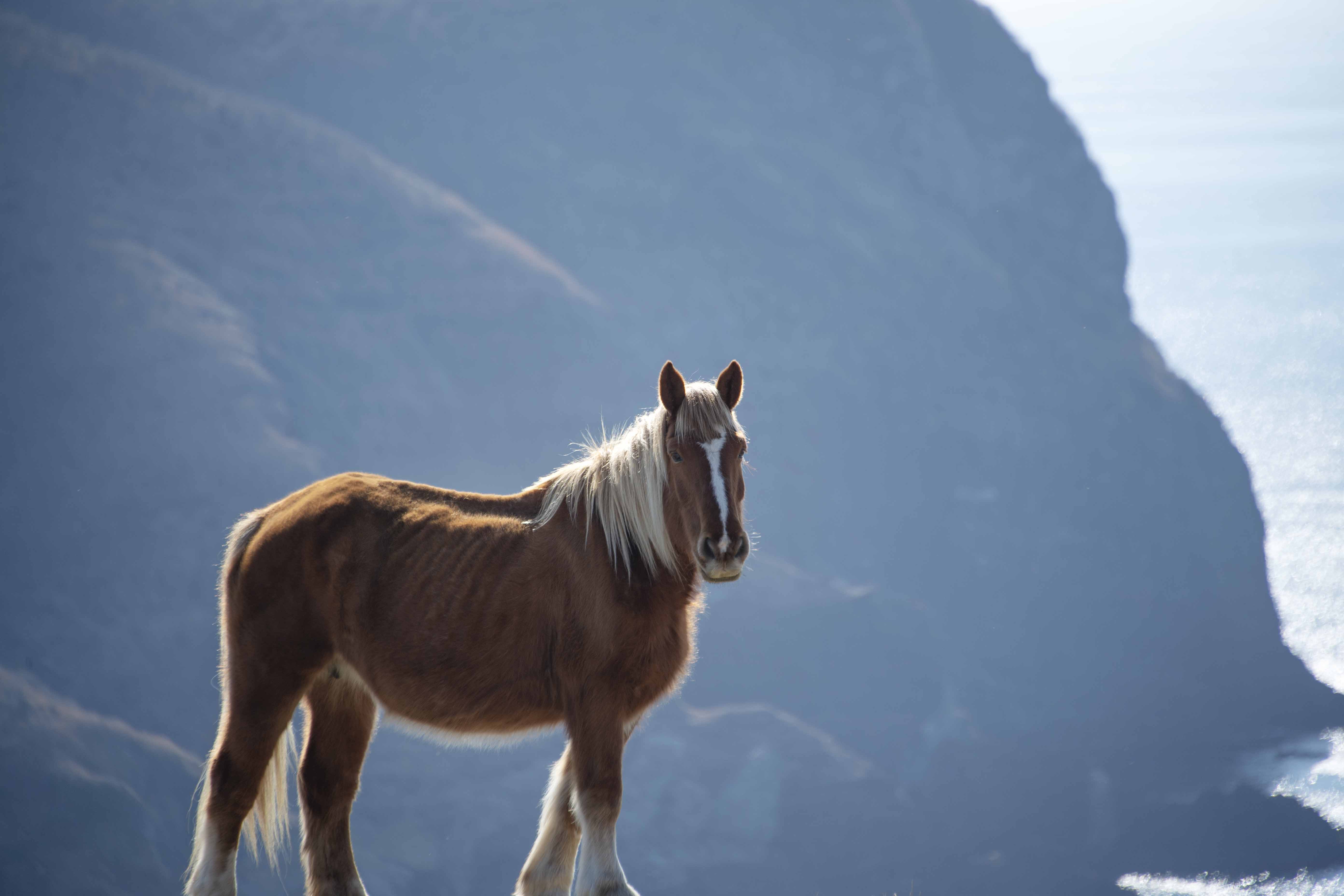 西ノ島｜摩天崖