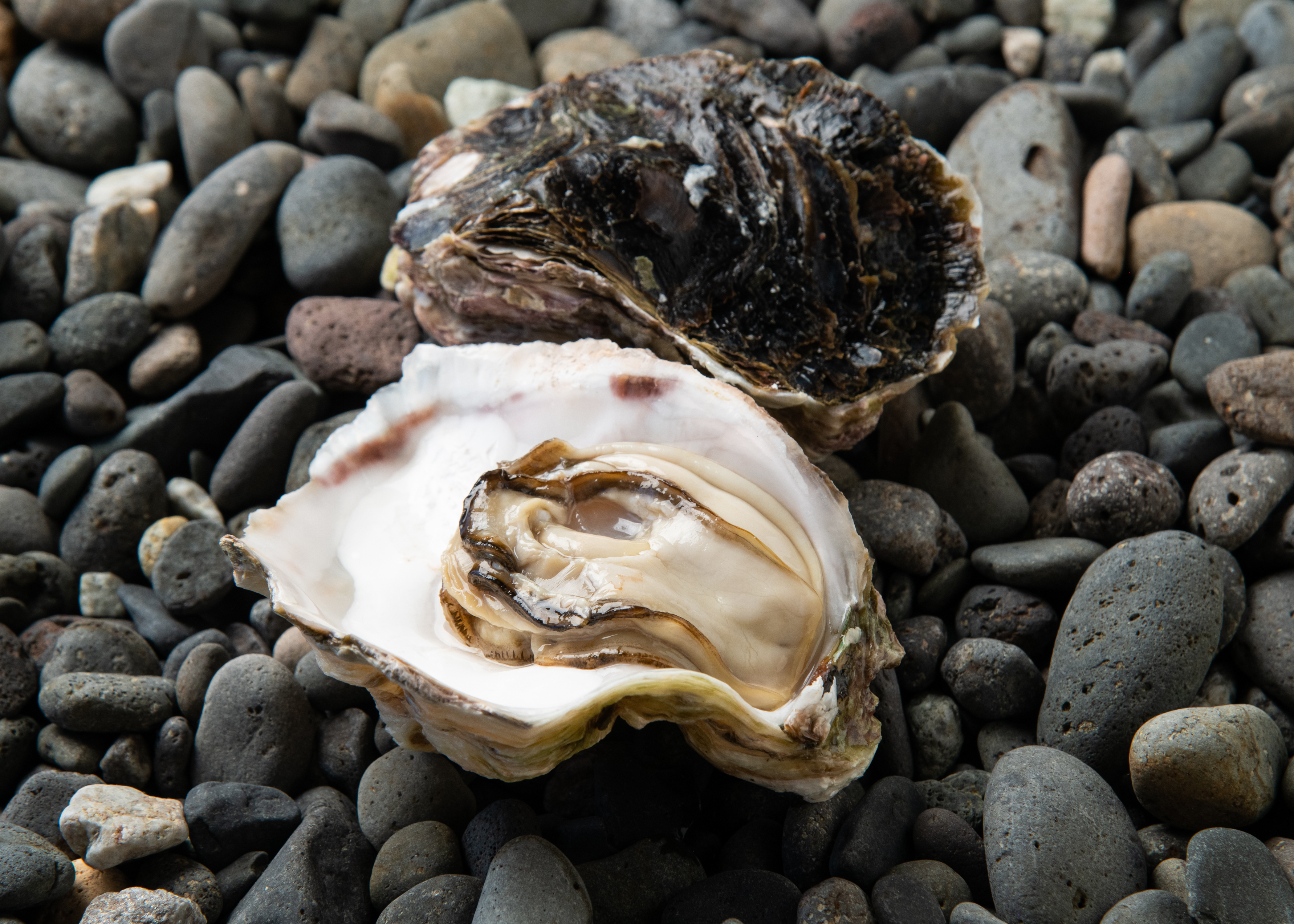 ディナーイメージ｜牡蠣