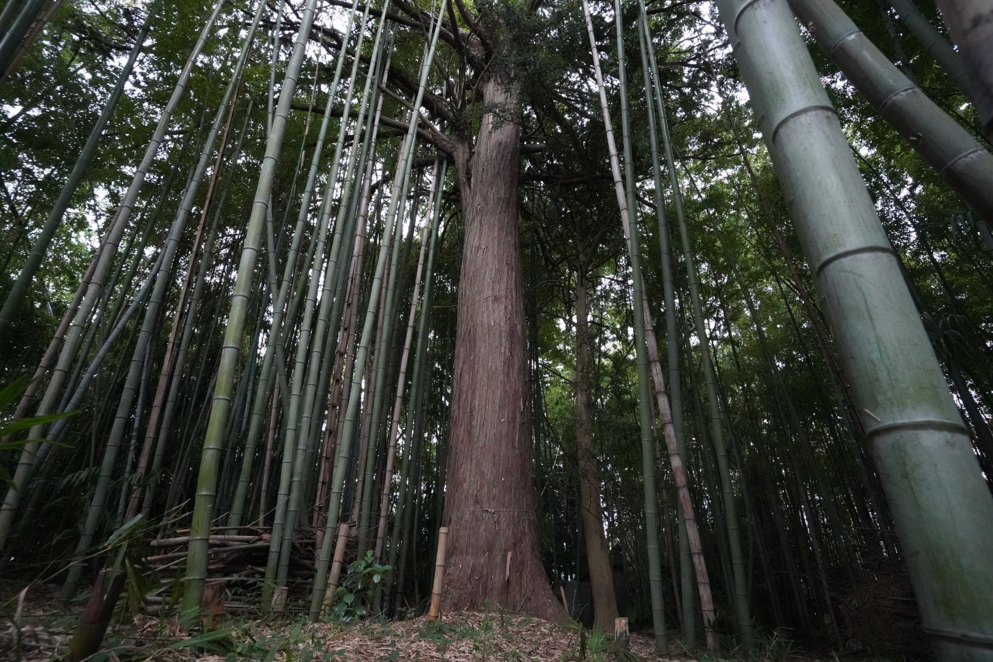 ご神木※見学を希望される場合は事前にお知らせくださいませ。