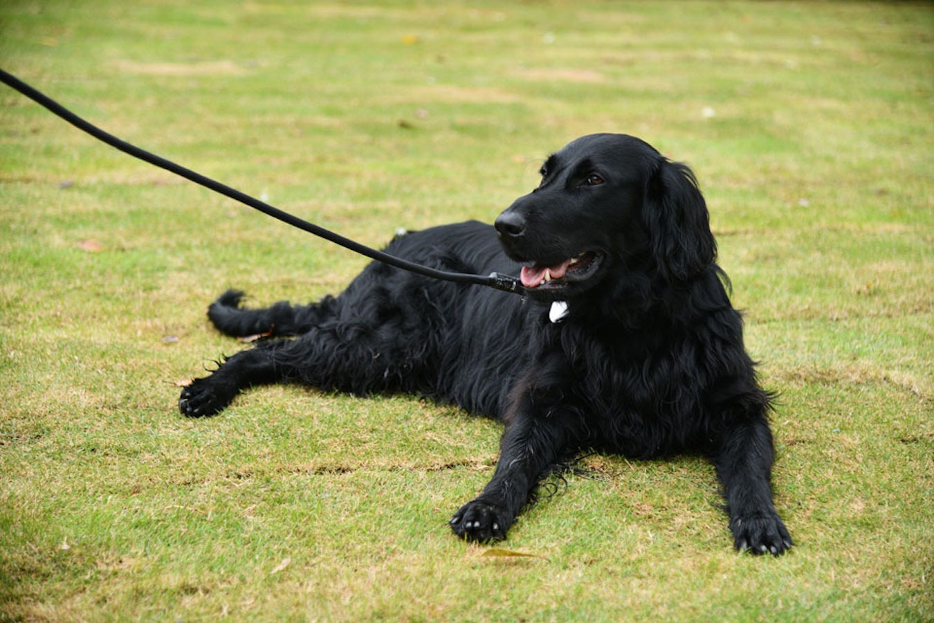 完全プライベート空間でワンちゃんものびのび過ごせます。