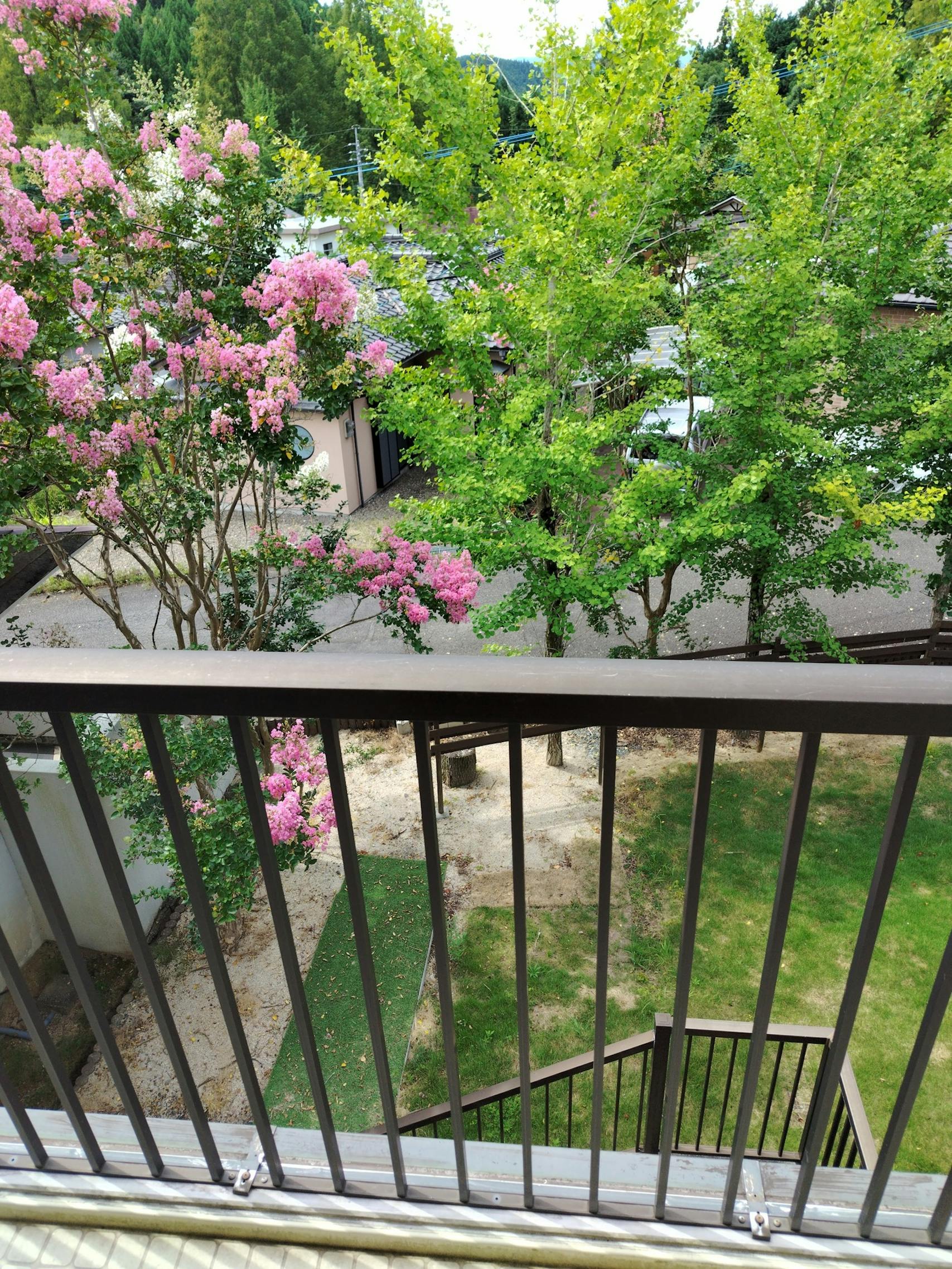 見下ろすとサルスベリ