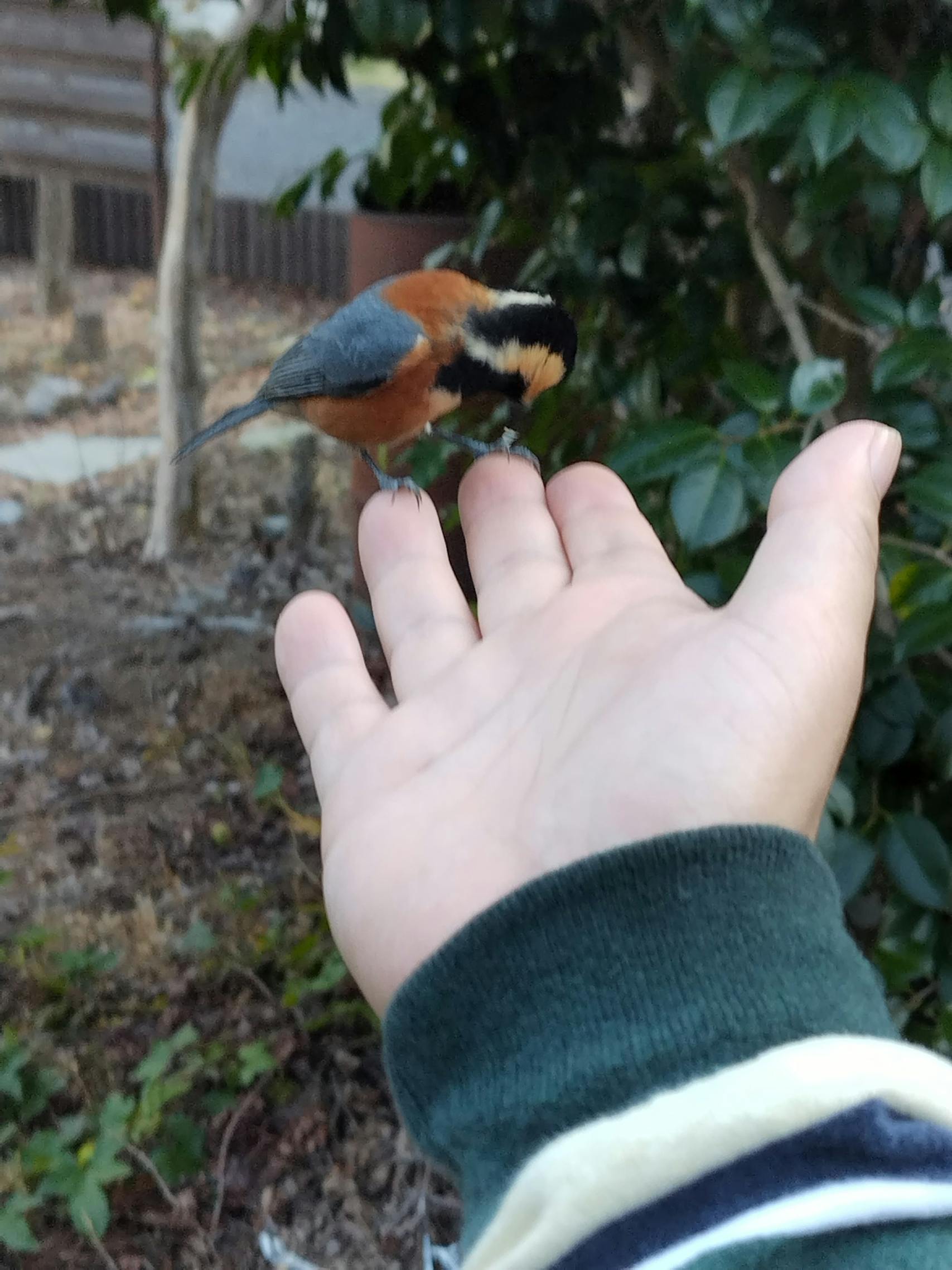 小鳥が遊びに来ることも