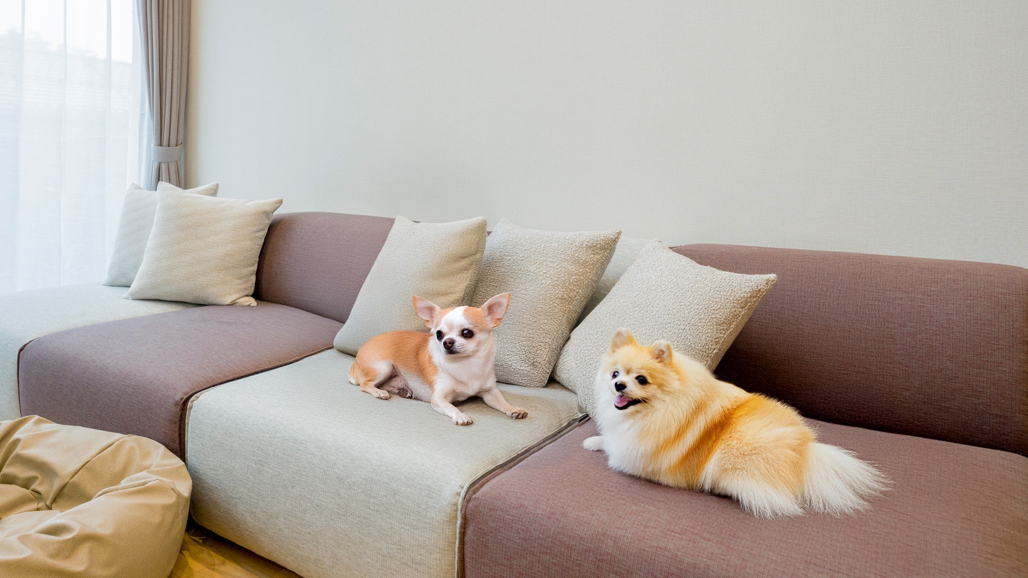 【ペットフレンドリールーム】ワンちゃんと一緒に過ごせるリビング！ソファやペットベッドでリラックス♪