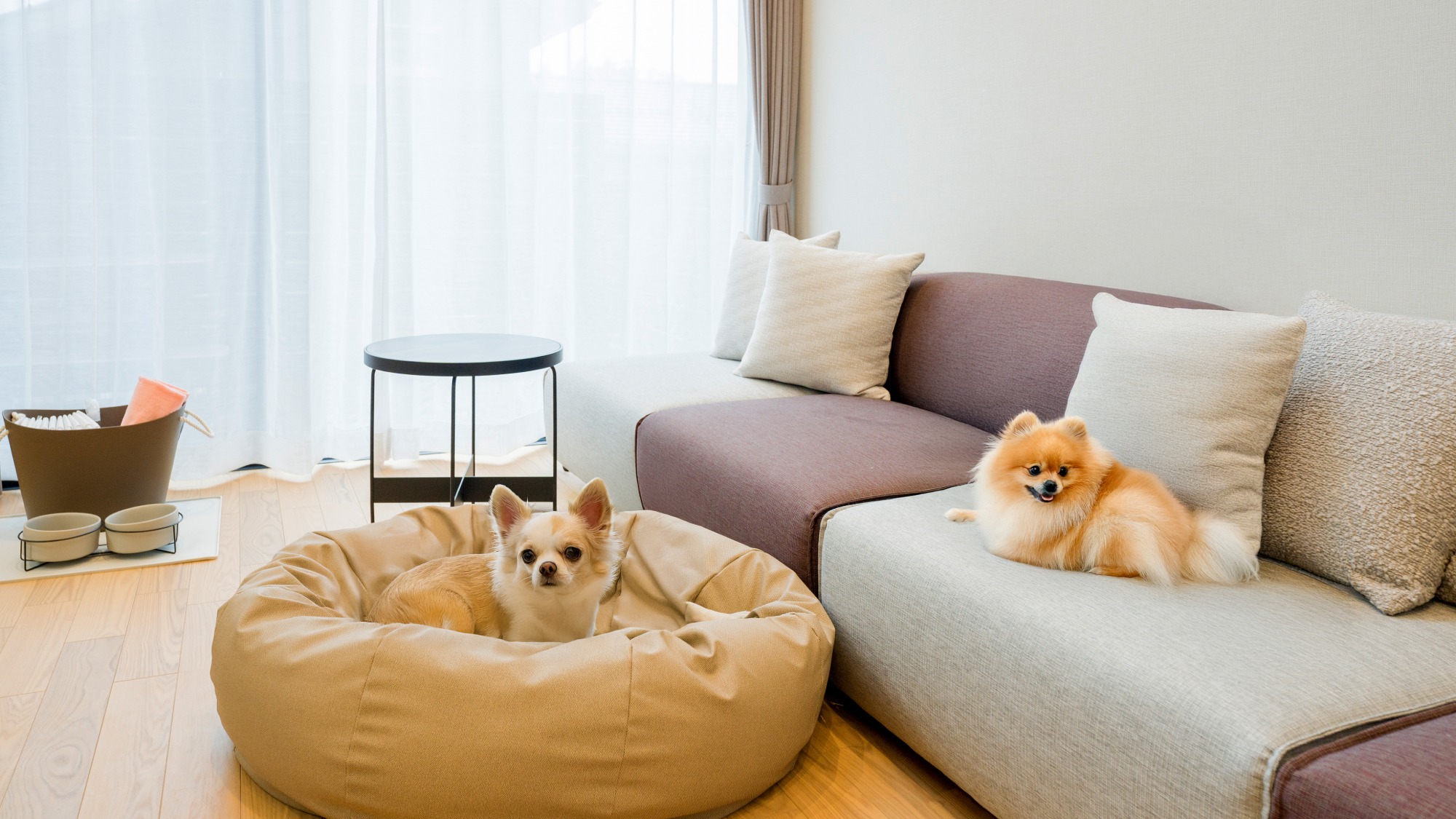 【ペットフレンドリールーム】ペット用消耗品を常備、ワンちゃん連れでも荷物が多くならず快適な旅行に♪