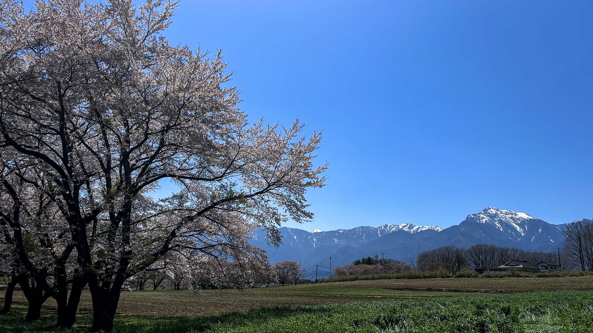 【蕪の桜並木】広い草原に樹齢40年のソメイヨシノが咲き並びます