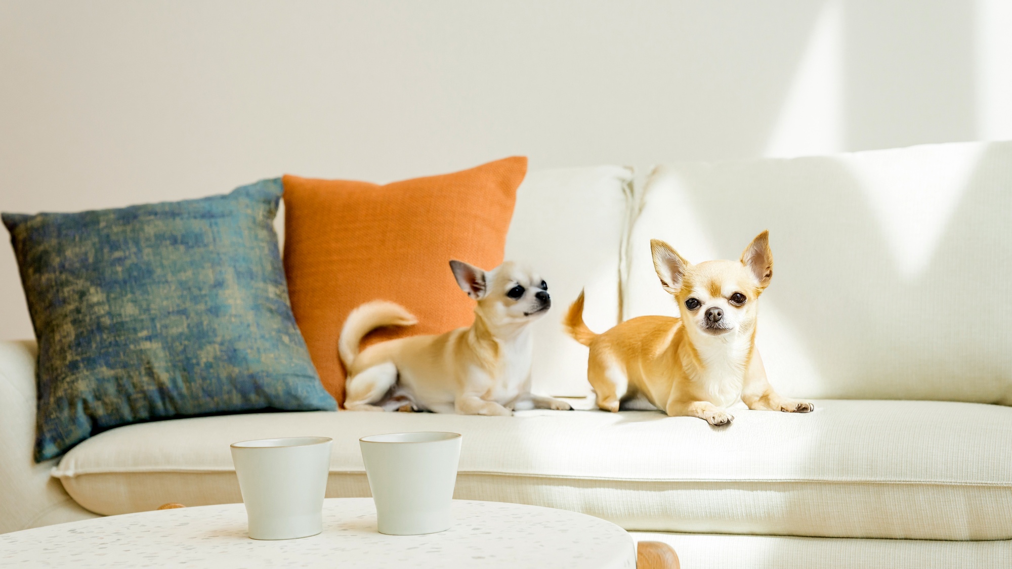 【ペットフレンドリールーム】ワンちゃんと一緒に過ごせるリビング！ソファやペットベッドでリラックス♪