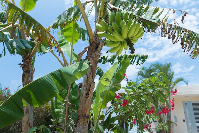 Banana tree in the yard