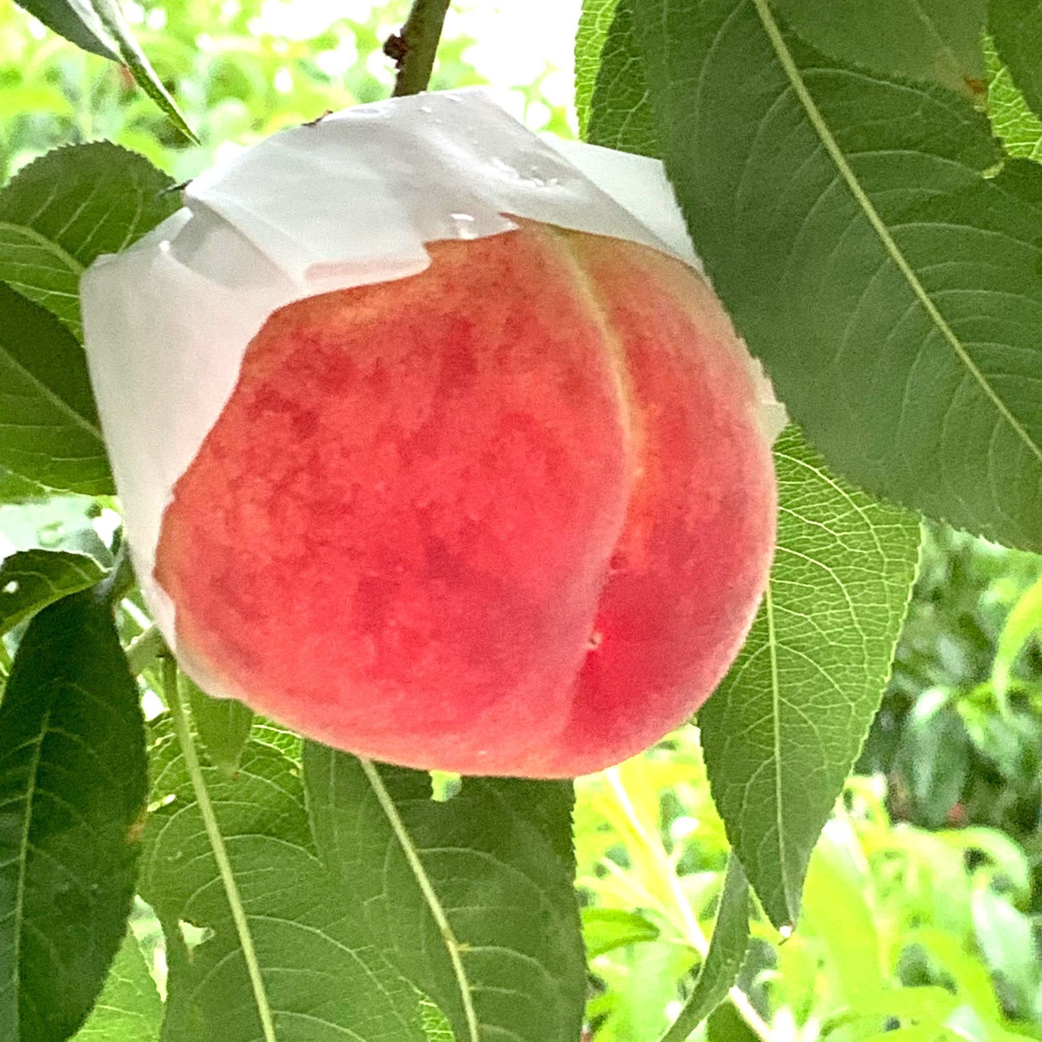 オプション体験