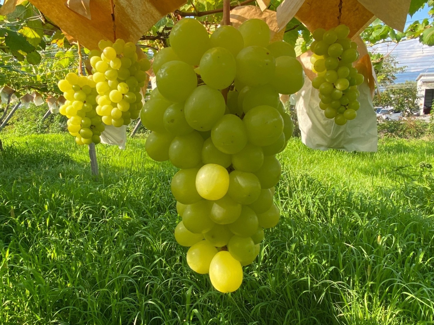 オプション体験