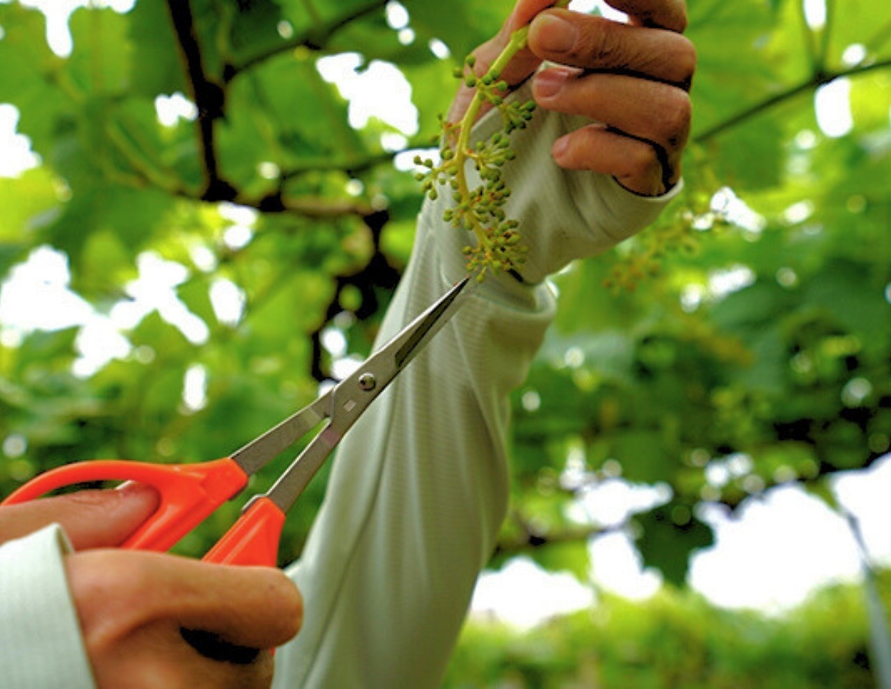 オプション体験