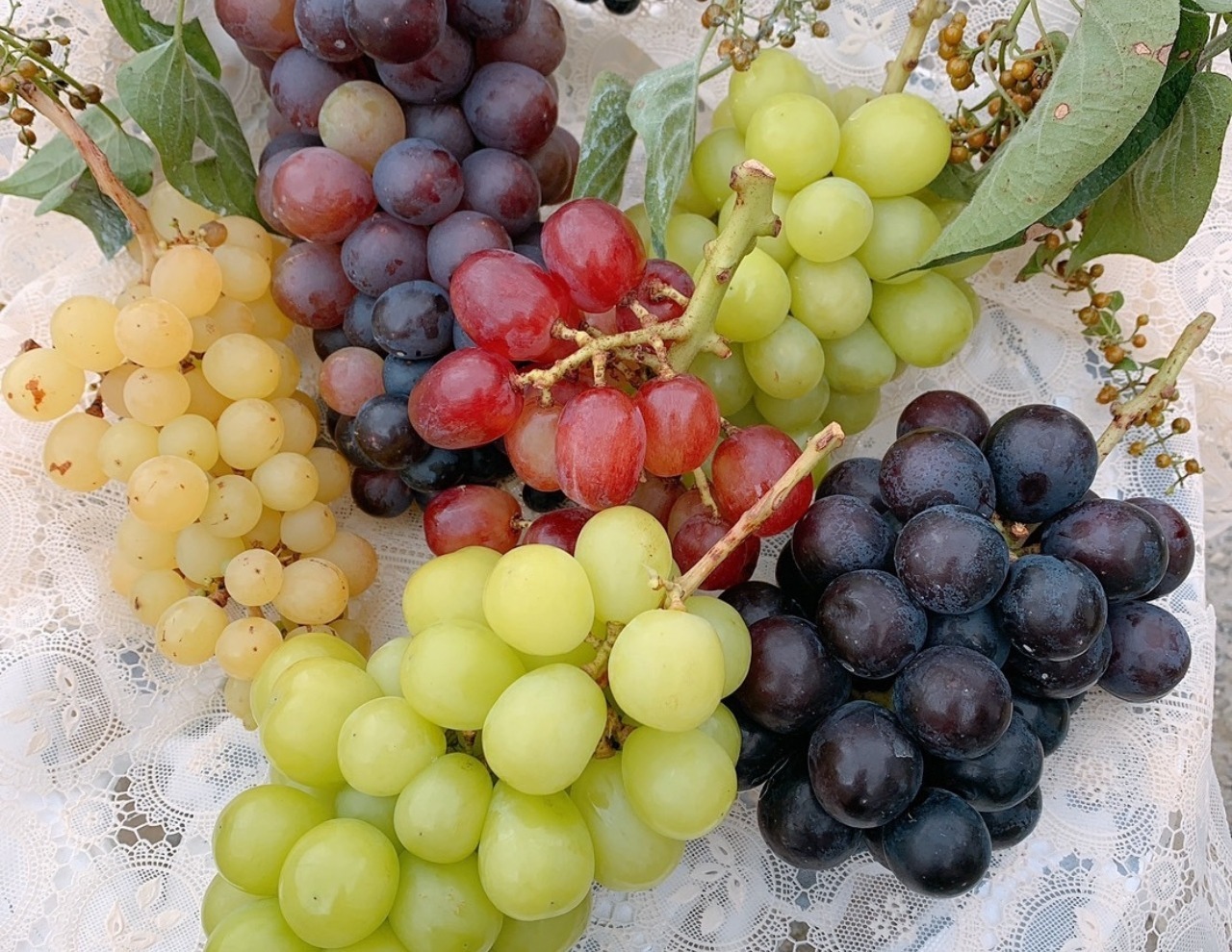 オプション体験