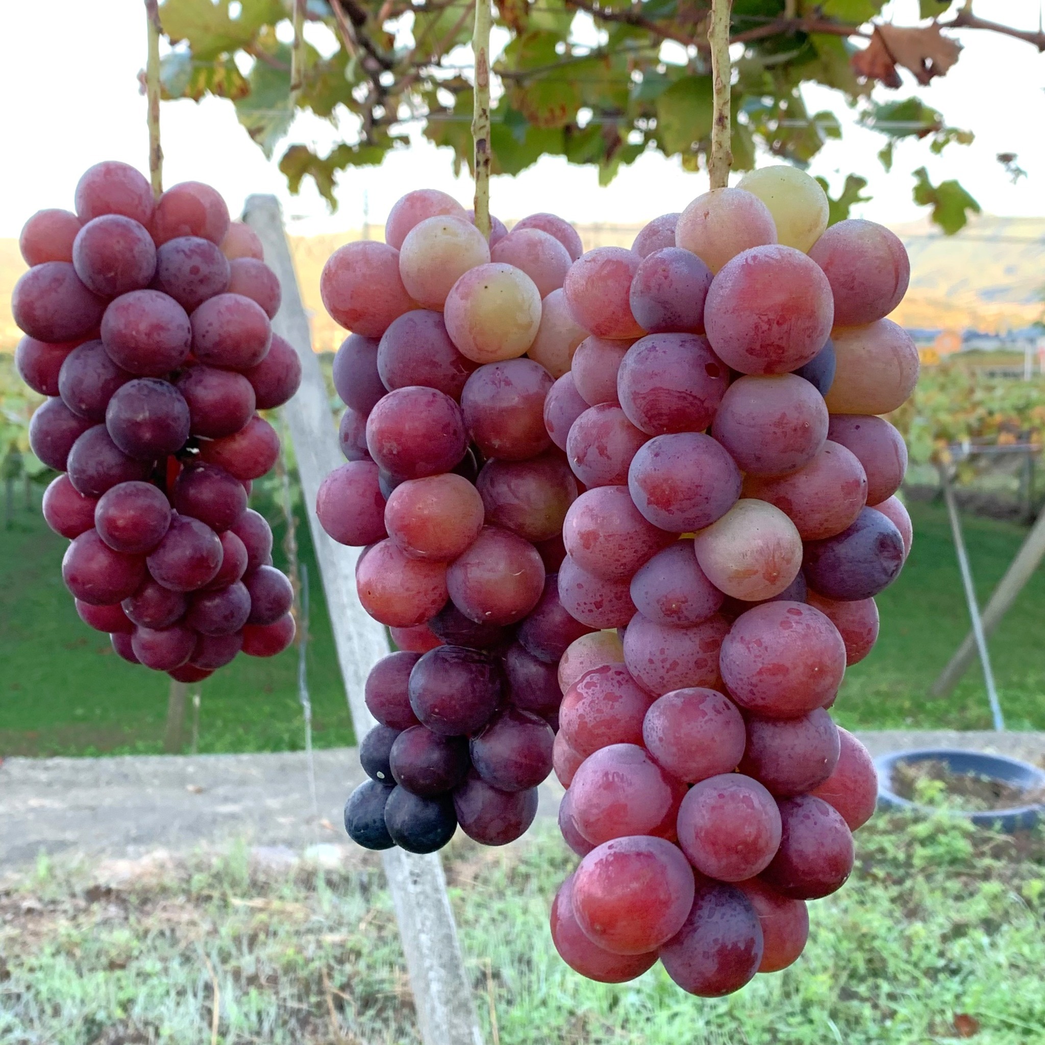 オプション体験