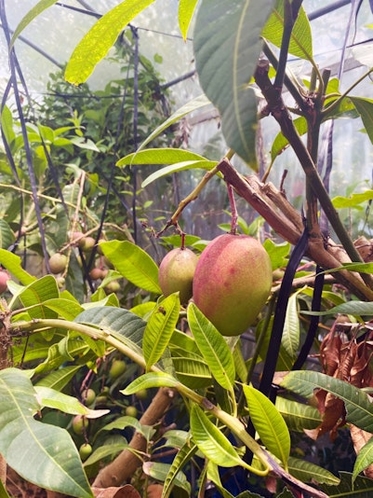 庭にあるマンゴー等の果樹園