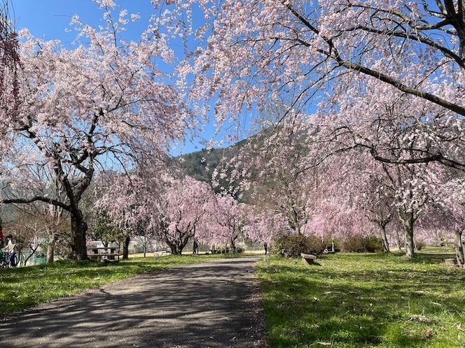 春~桜満開の近くの公園