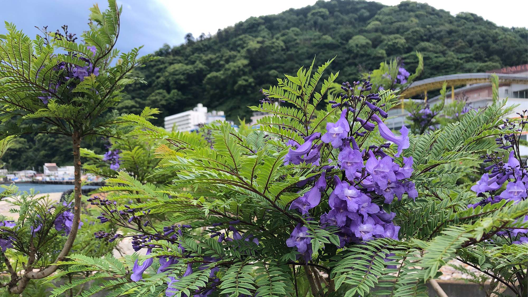 【周辺観光】6月上旬ごろに開花するジャカランダ、期間中は遊歩道がライトアップされます