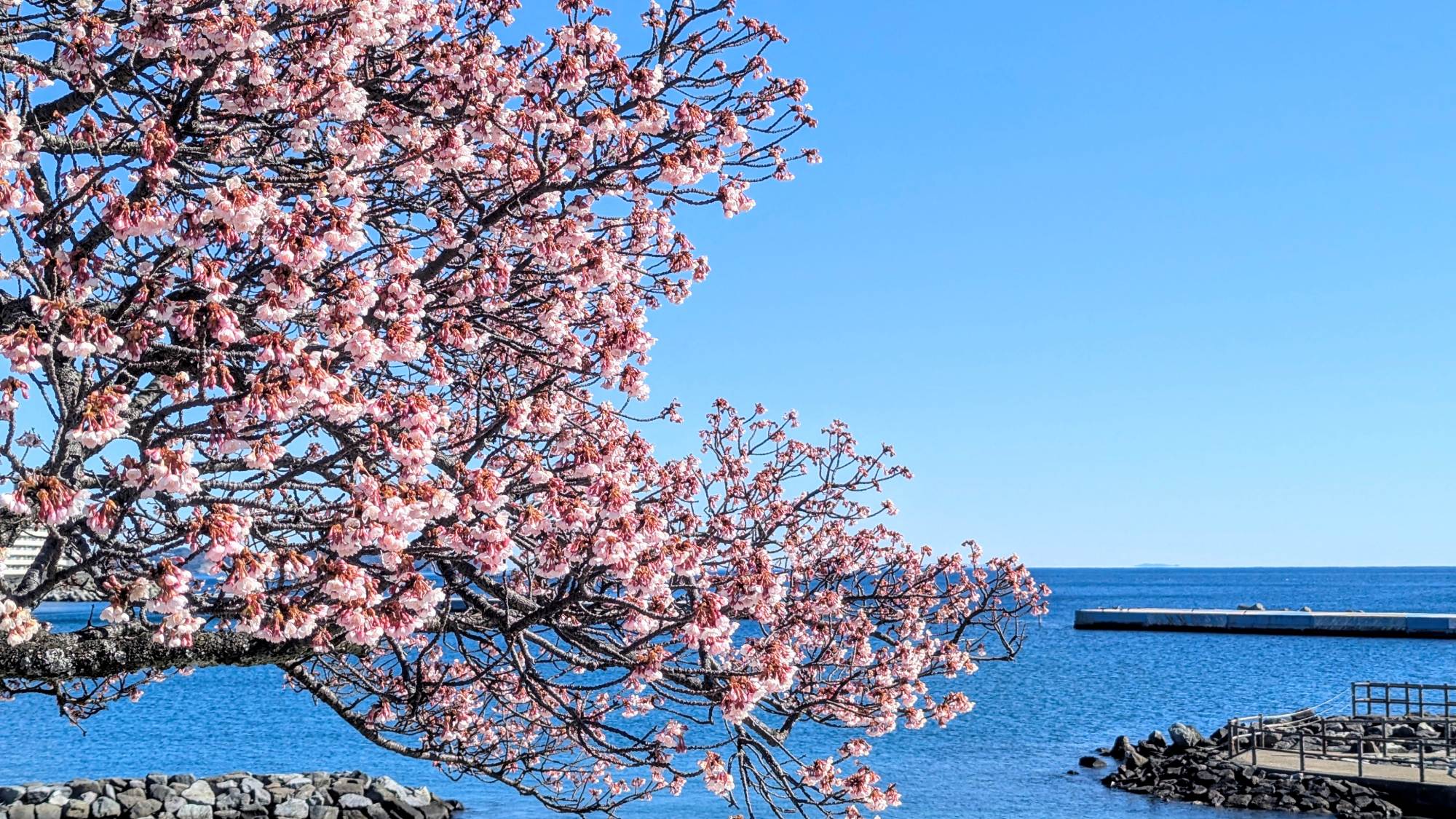 【イメージ】日本でも最も早い開花を迎える熱海桜。１月中旬から見ごろを迎えます。