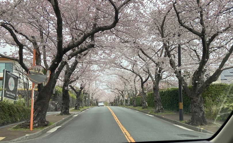 伊豆高原、桜並木