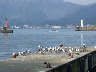 IMAGE　香住港