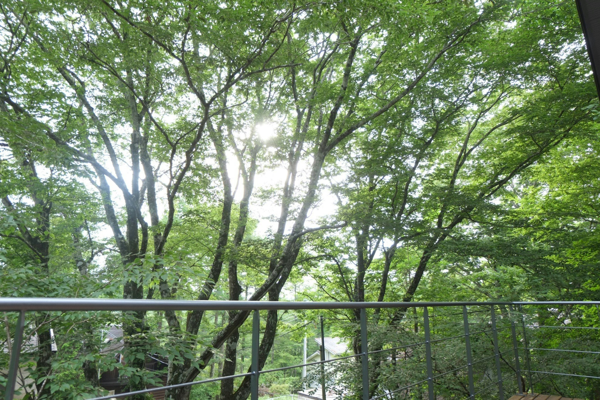 目前の大きく立派なケヤキがシンボルツリーになっています