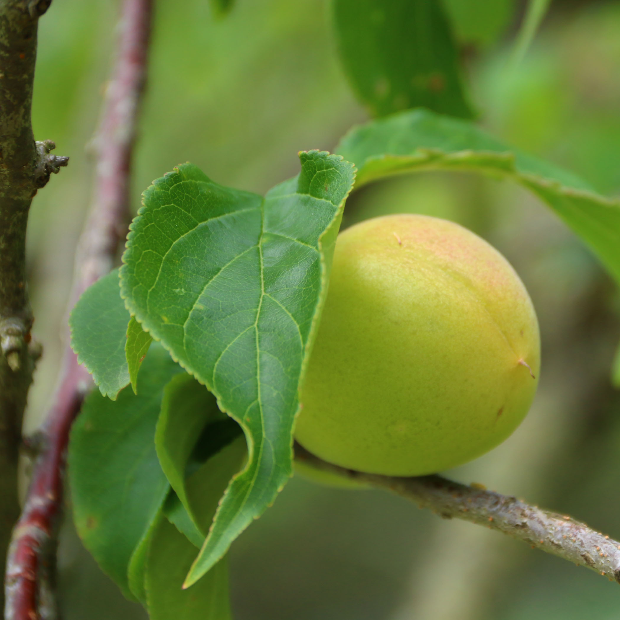 若狭三方 天然みかた温泉 昭和館 福井県 宿泊予約 楽天トラベル