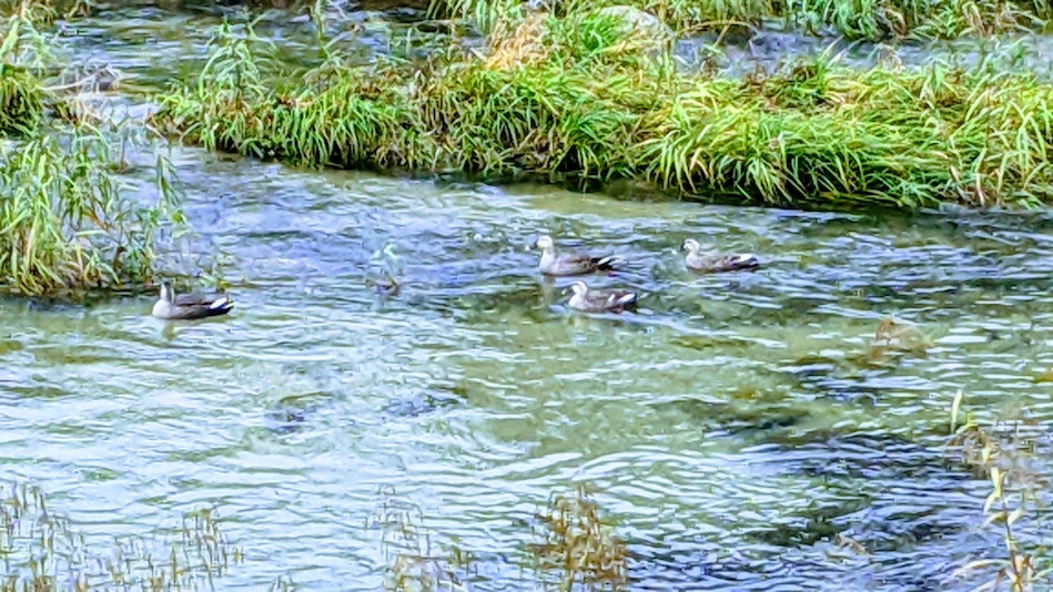 横を流れる吉井川
