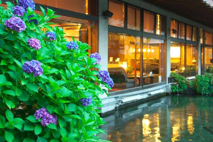 当館中庭と紫陽花です