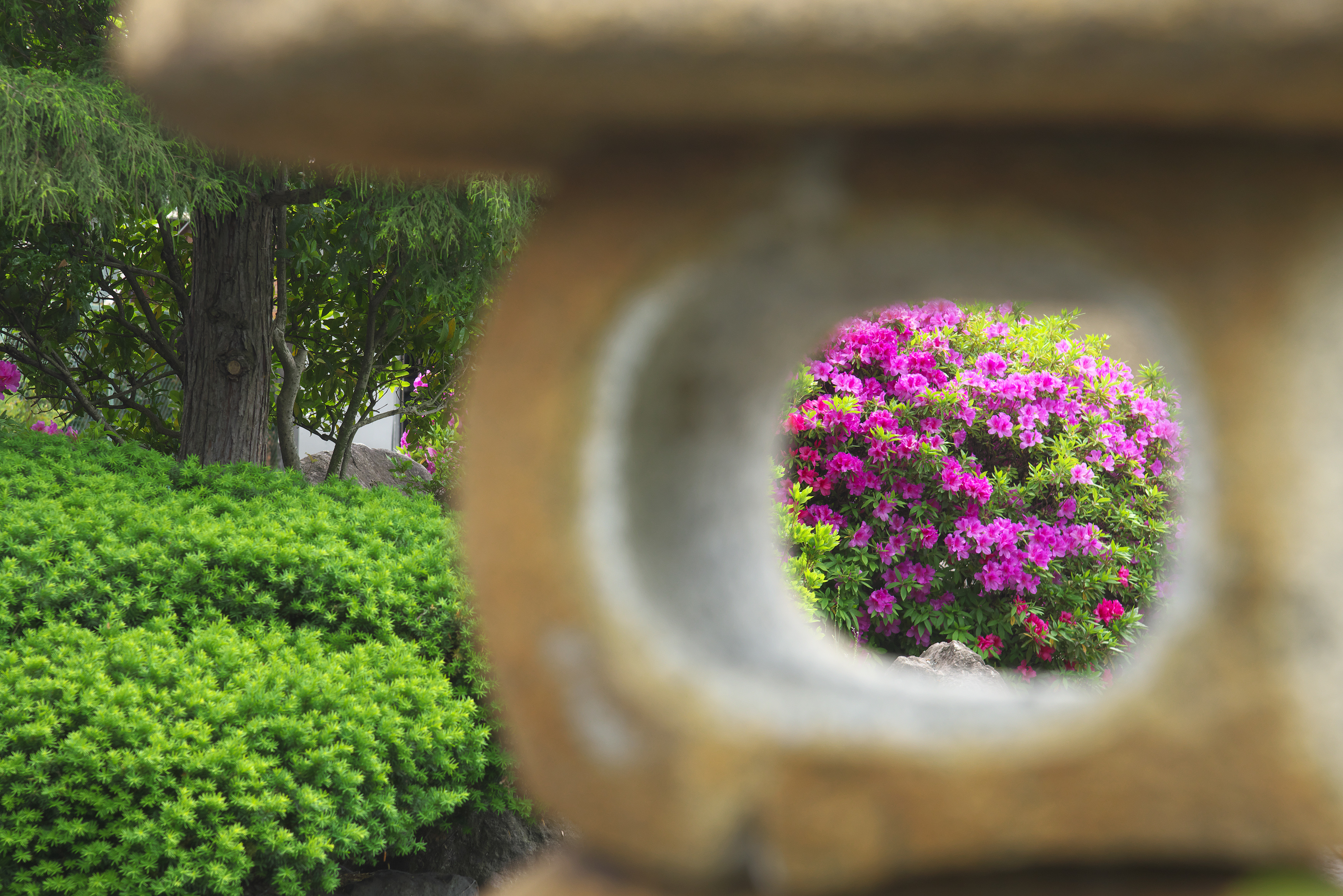 5月には沢山の躑躅の花をご覧頂けます。