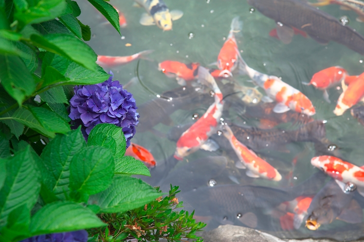 紫陽花と錦鯉のコラボです