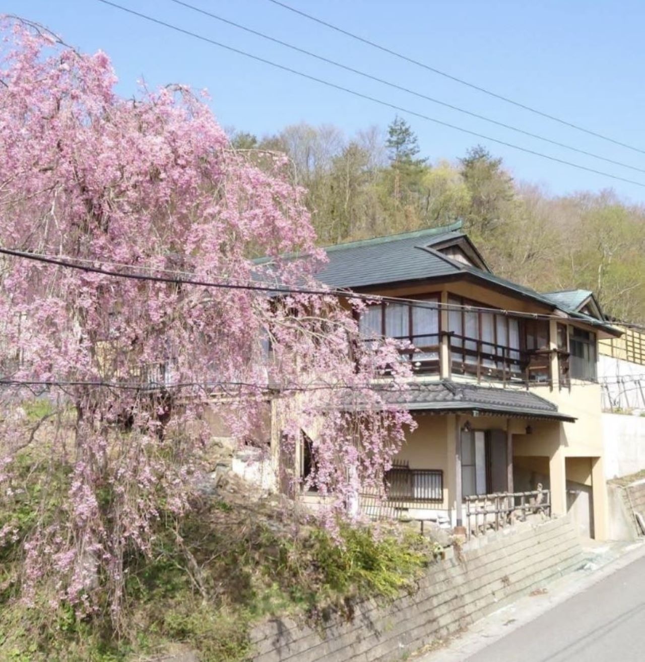 春には大きな枝垂れ桜が見事です