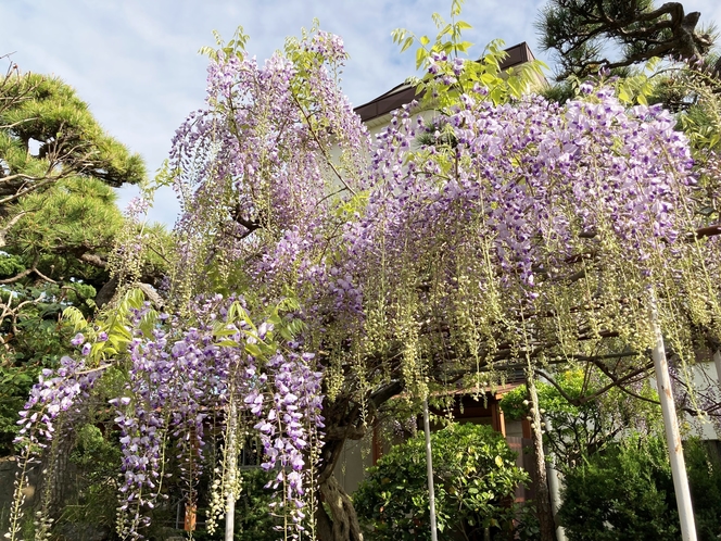 中庭の藤