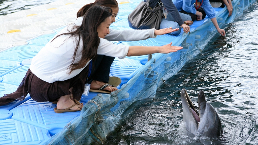 *島の海へ毎年やってくるイルカと遊ぶ♪