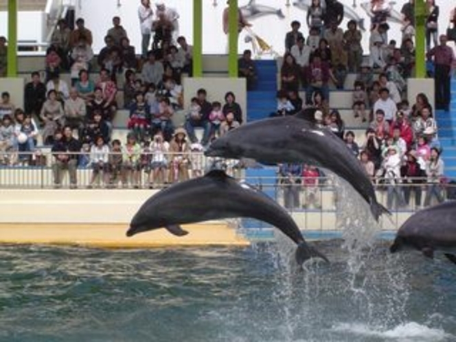 松島水族館のイルカショー♪