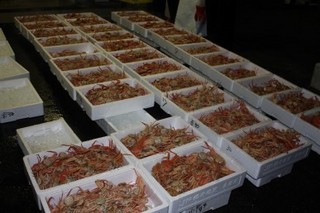 茹たてセイコ蟹