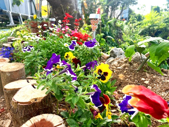 ・庭には色とりどりの花と草木があります