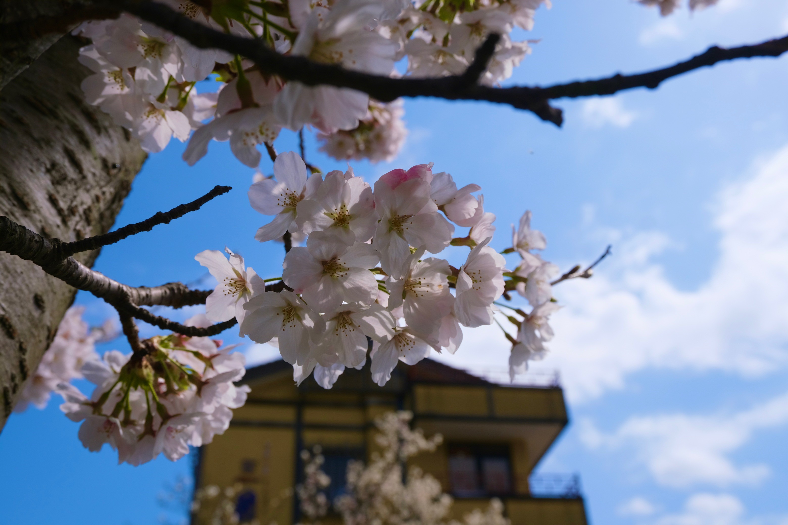 【桜景色】毎年、3月末から4月上旬にかけて、三宝前の桜が満開となります！