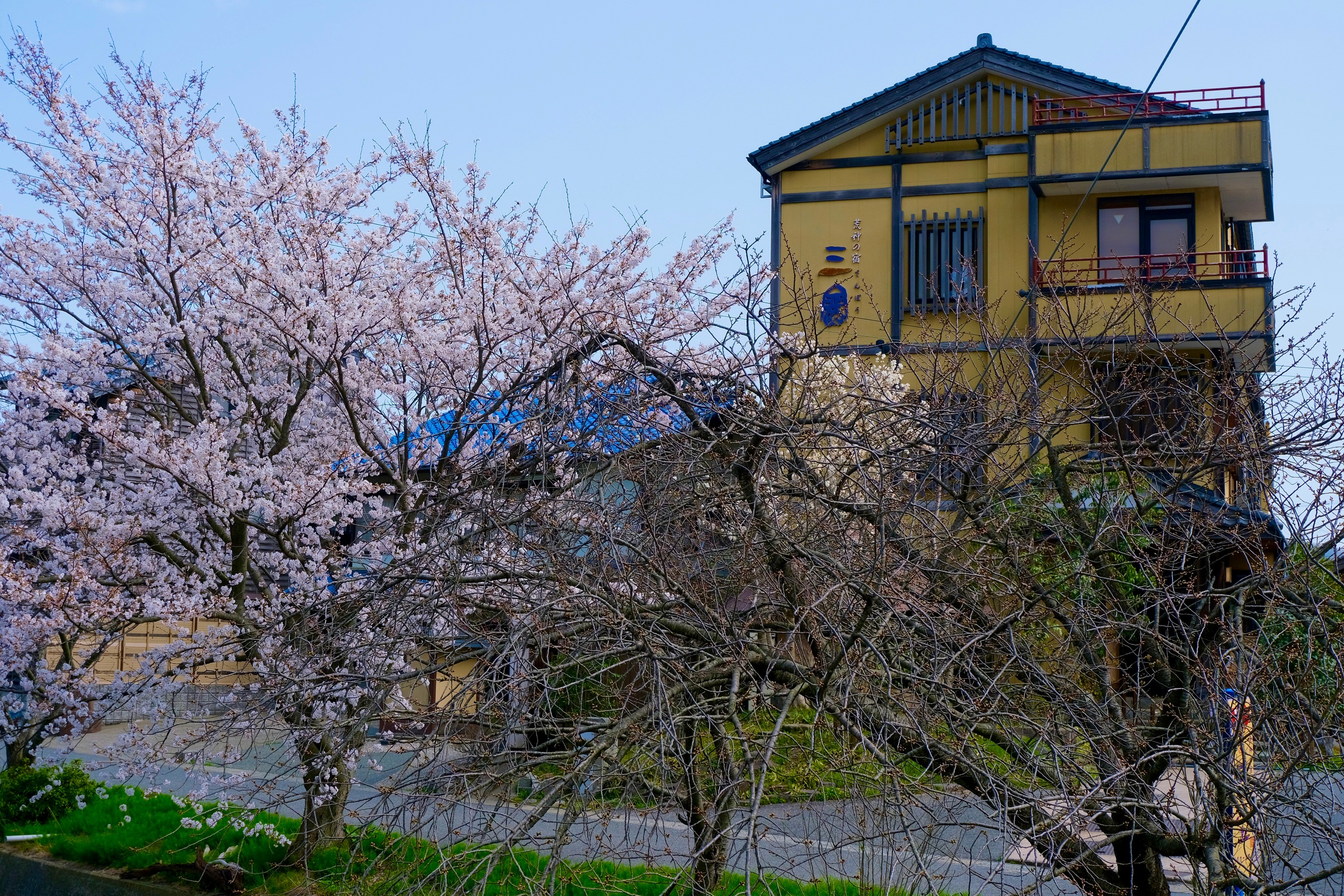 【桜景色】毎年、3月末から4月上旬にかけて、三宝前の桜が満開となります！