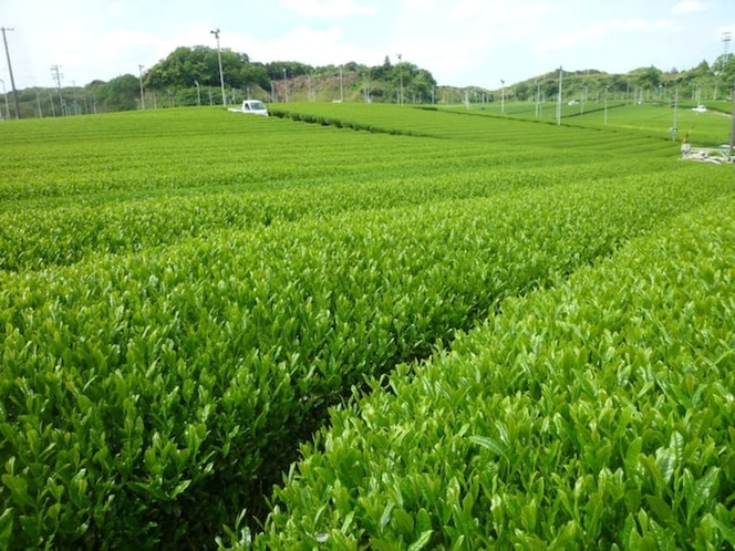 菊川市内のお茶畑