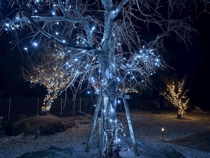 １２月～２月限定イルミネーション