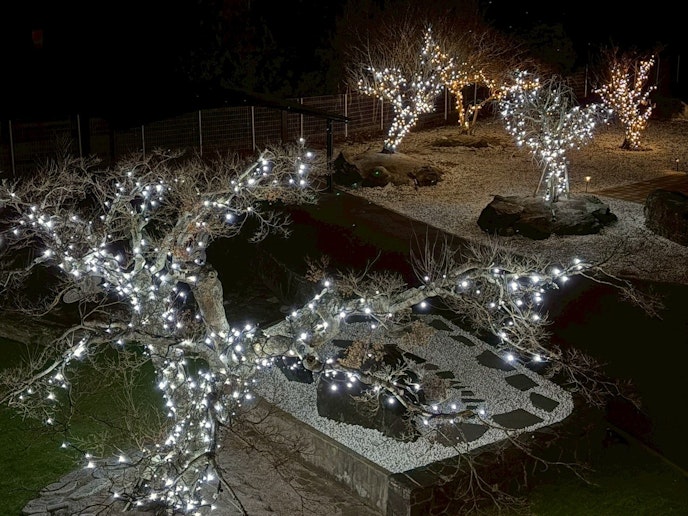 １２月～２月限定イルミネーション