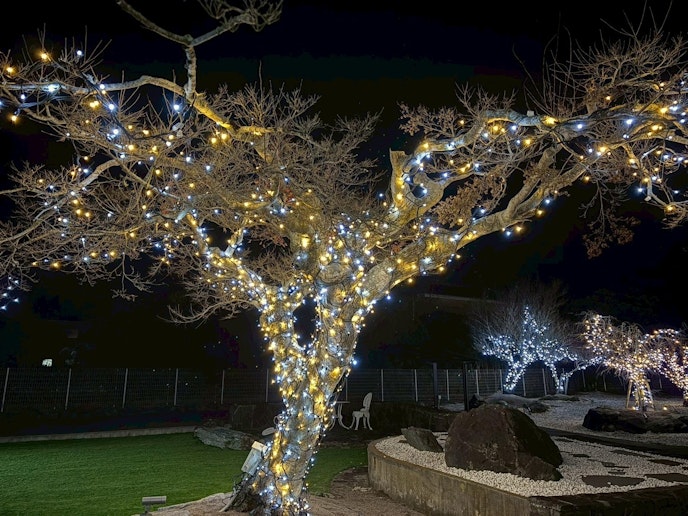 １２月～２月限定イルミネーション