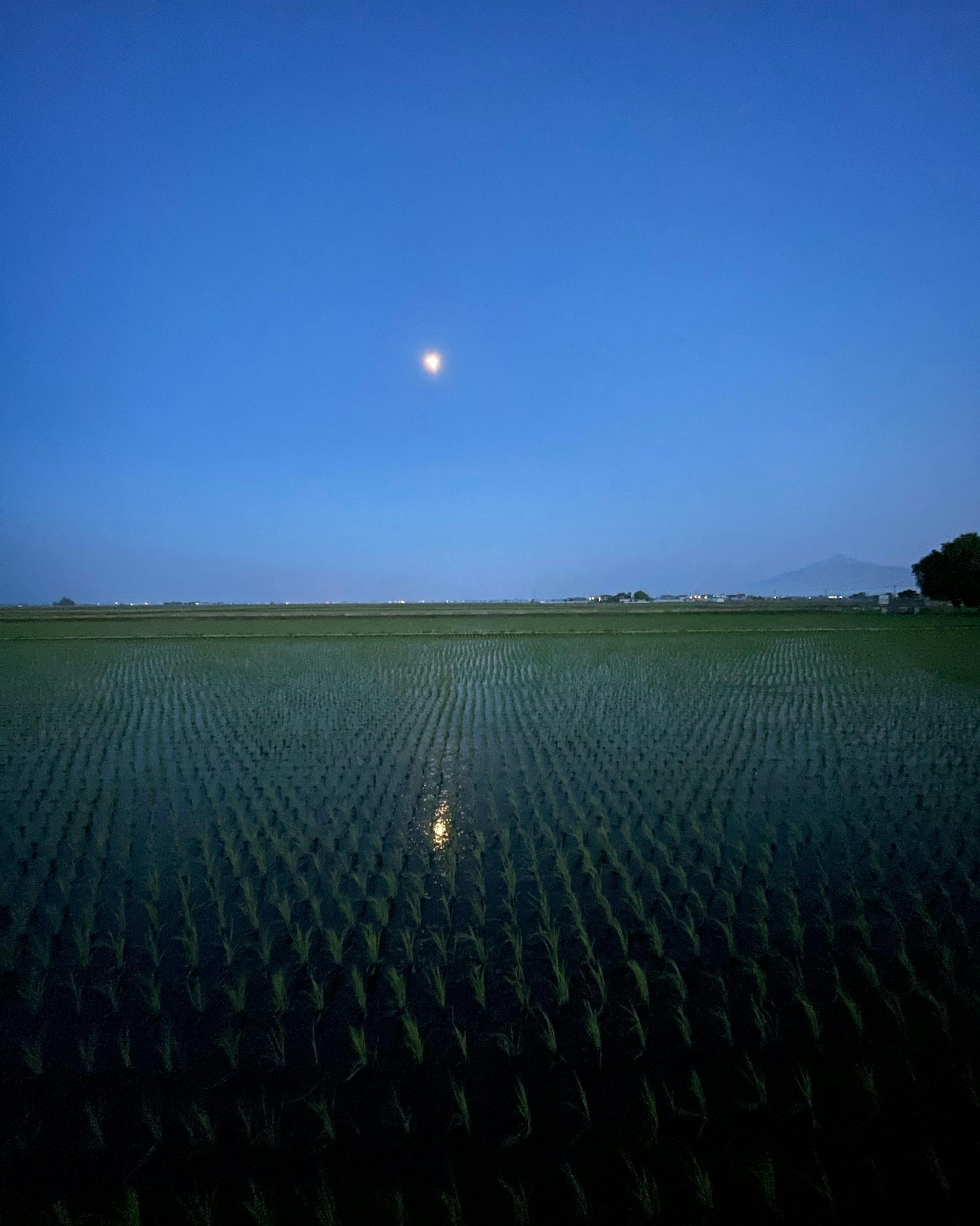 あぜ道をご案内しますよ♪