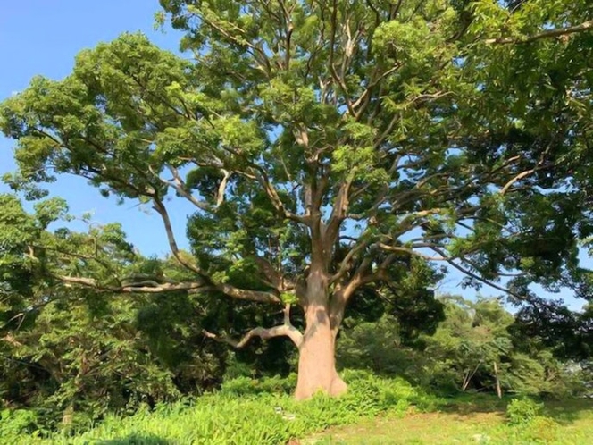 ・【庭】樹齢200年の大楠の樹が皆様をお出迎えします